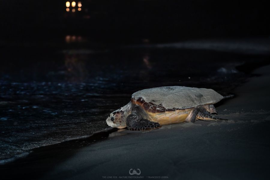 E’ Pianosa l’isola delle tartarughe marine: terzo nido in 3 settimane