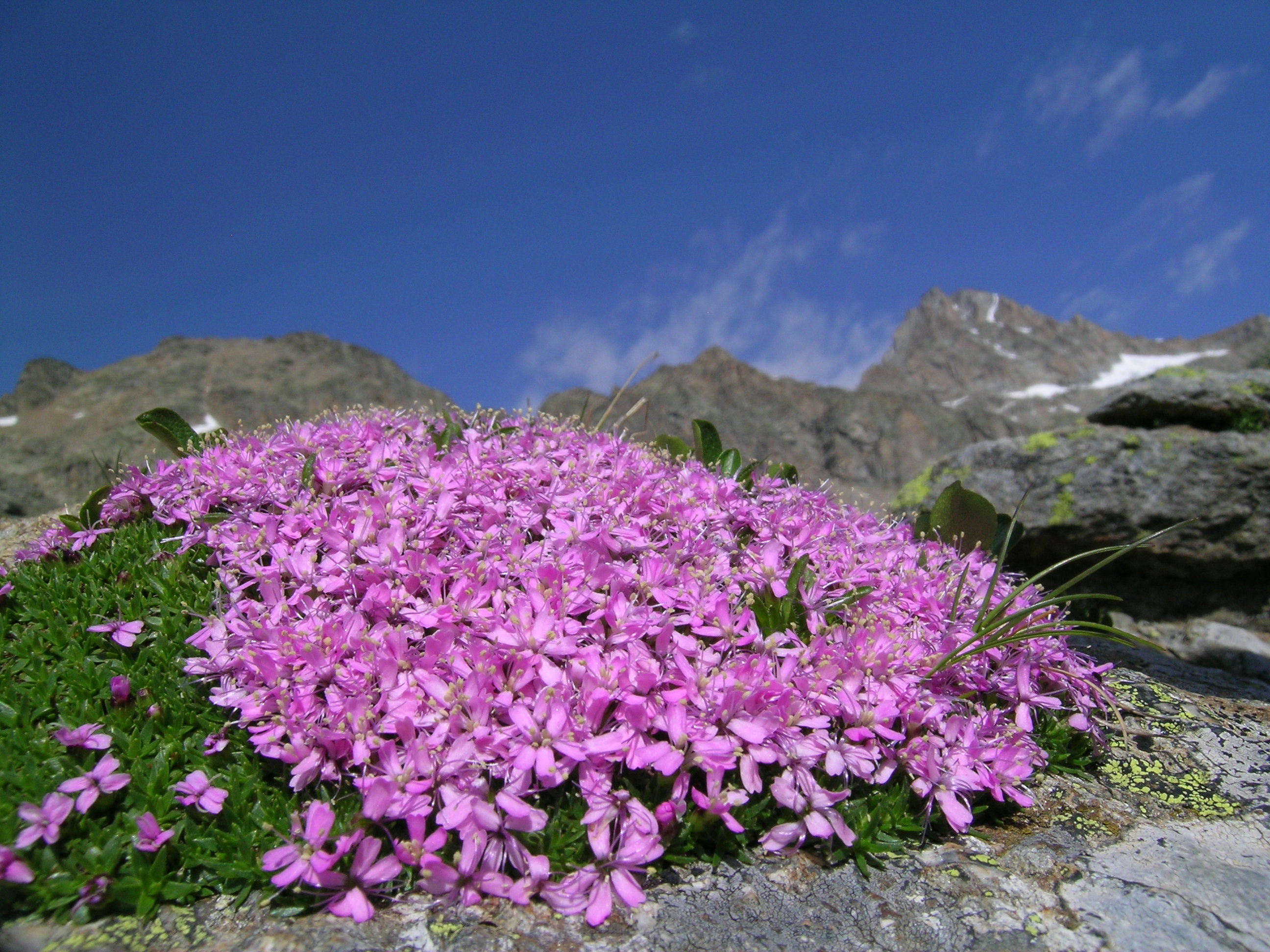 Silene_exscapa_ghiacciai_piante_parco_nazionale_gran_paradiso.JPG