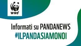 WWF PANDANEWS #ILPANDASIAMONOI