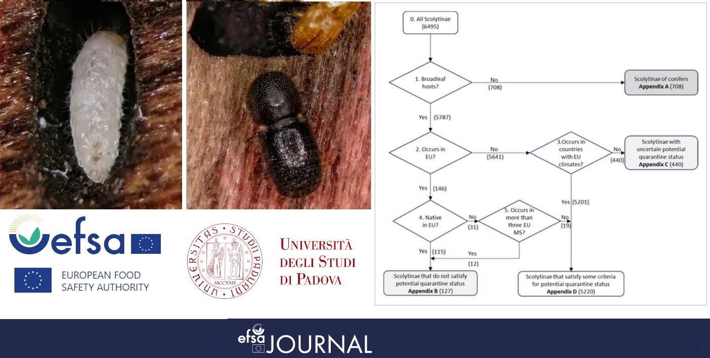 Confezione Di 12 Coleotteri Per Pesca Con La Mosca, Dimensioni Miste 12 - Foto 4