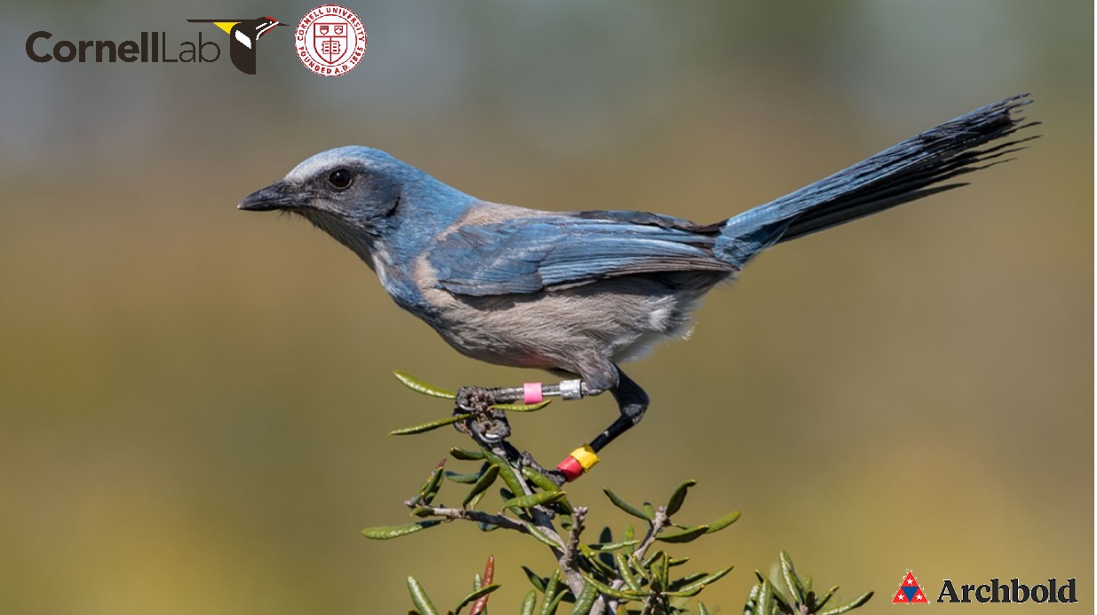 Warm Winters: High Effort, Low Success for Florida Scrub Jays