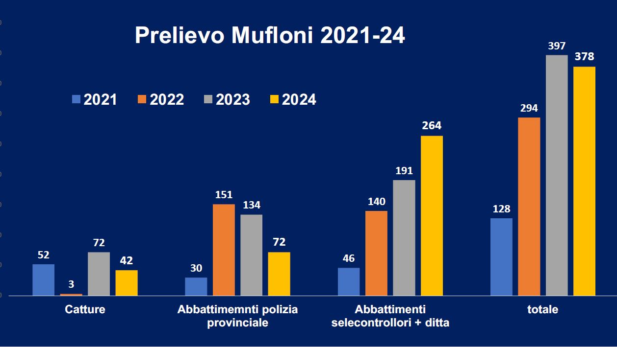 prelievo mufloni 2024