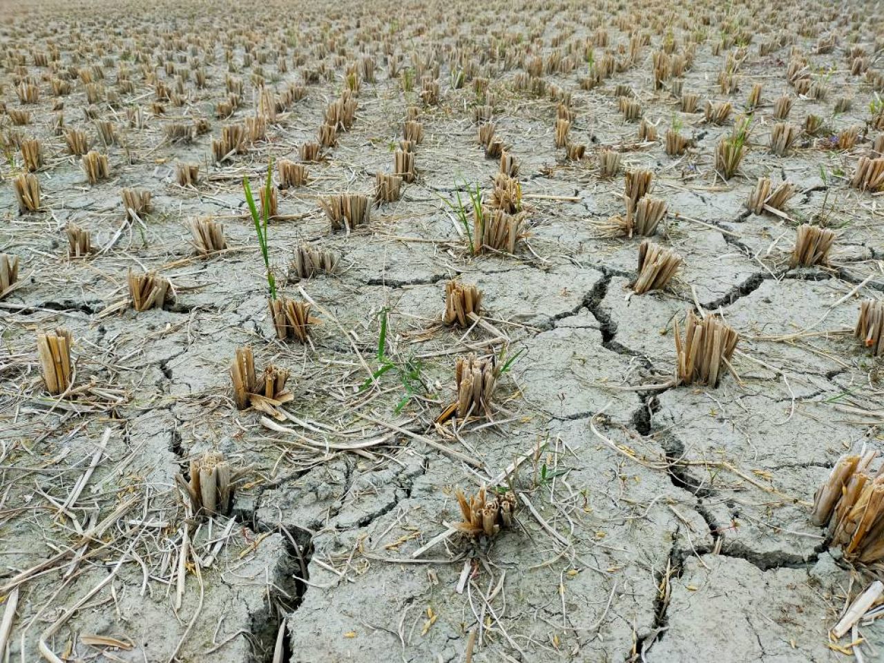 siccità agricoltura