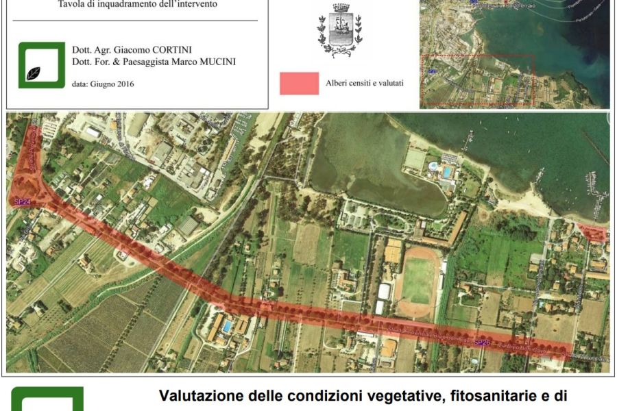 Portoferraio: anche la giunta Nocentini vuole abbattere i pini di San Giovanni