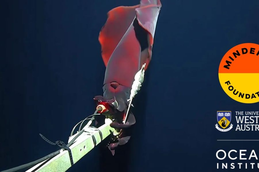 Filmato per la prima volta il raro calamaro uncinato di acque profonde che ha fotofori grandi come limoni