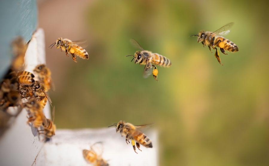 In Sicilia per le api è già collasso