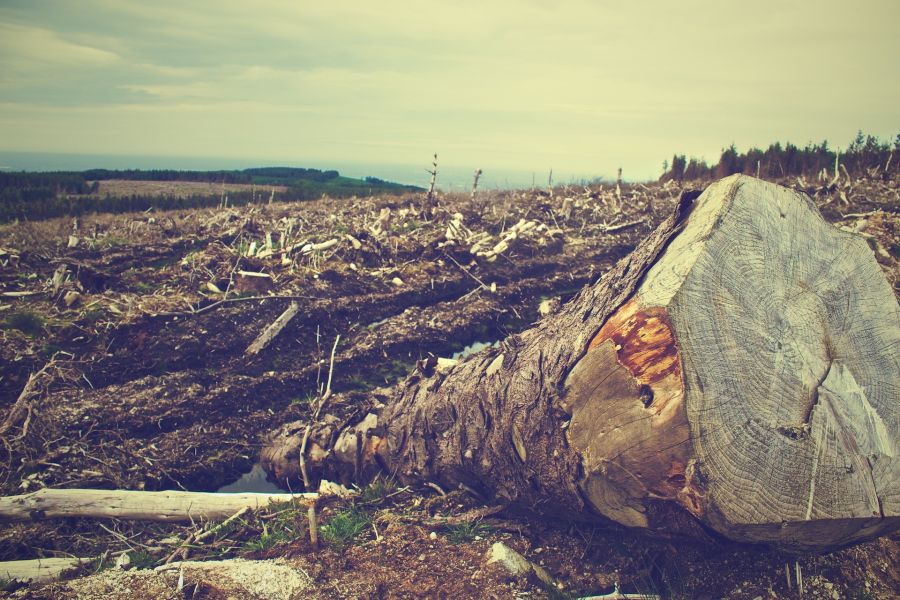 Chi distrugge la foresta?