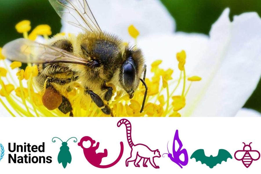 Giornata mondiale delle api 2024, l’Italia e l’Europa non le proteggono abbastanza
