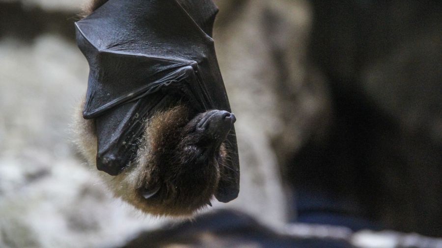 Pipistrelli: alleati naturali nella coltivazione del riso