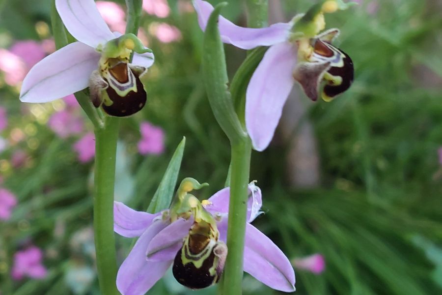 Le orchidee spontanee, nelle nostre città un tesoro nascosto per la biodiversità