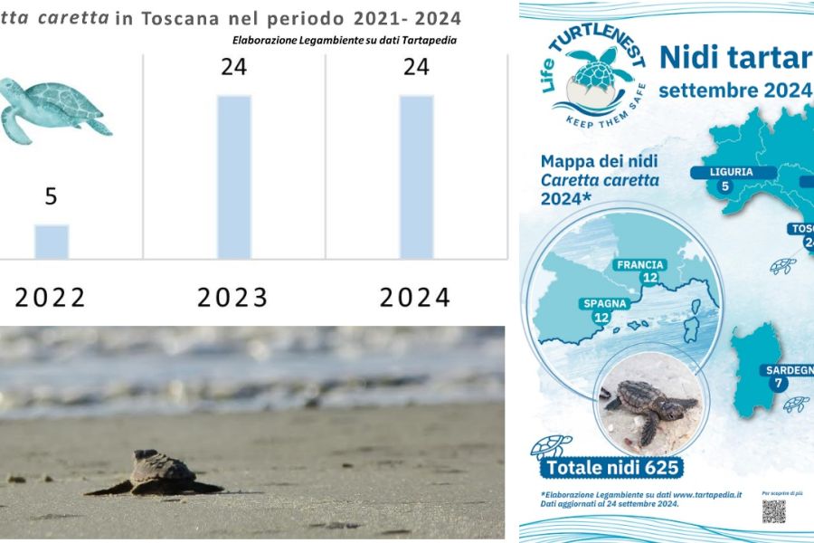 Ondata di nidi di tartarughe marine: in Toscana 24 dei  601 nidi trovati in Italia