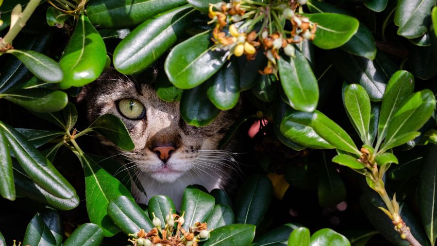 La Scozia valuta restrizioni sui gatti per tutelare la fauna