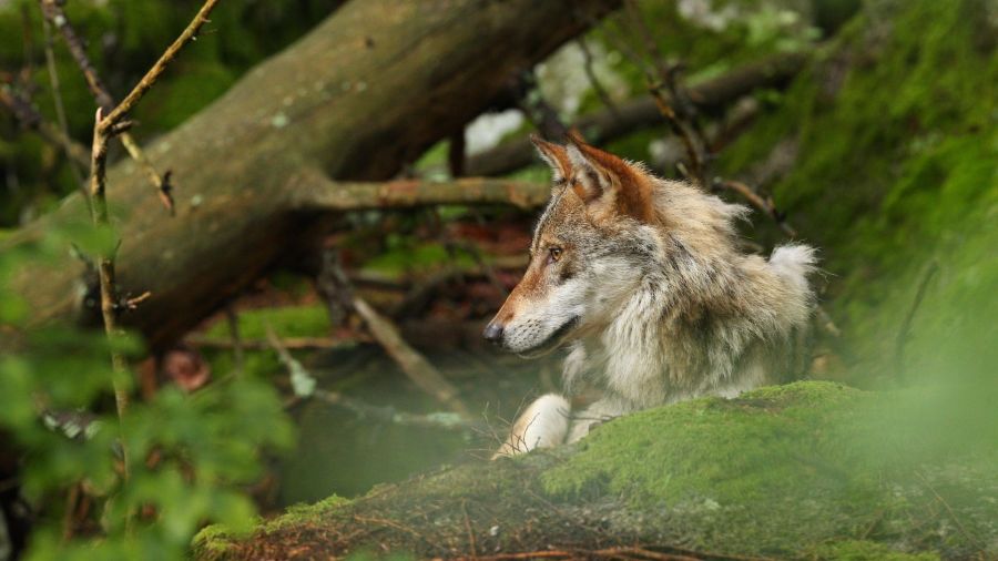 Lupi, un aiuto per il clima