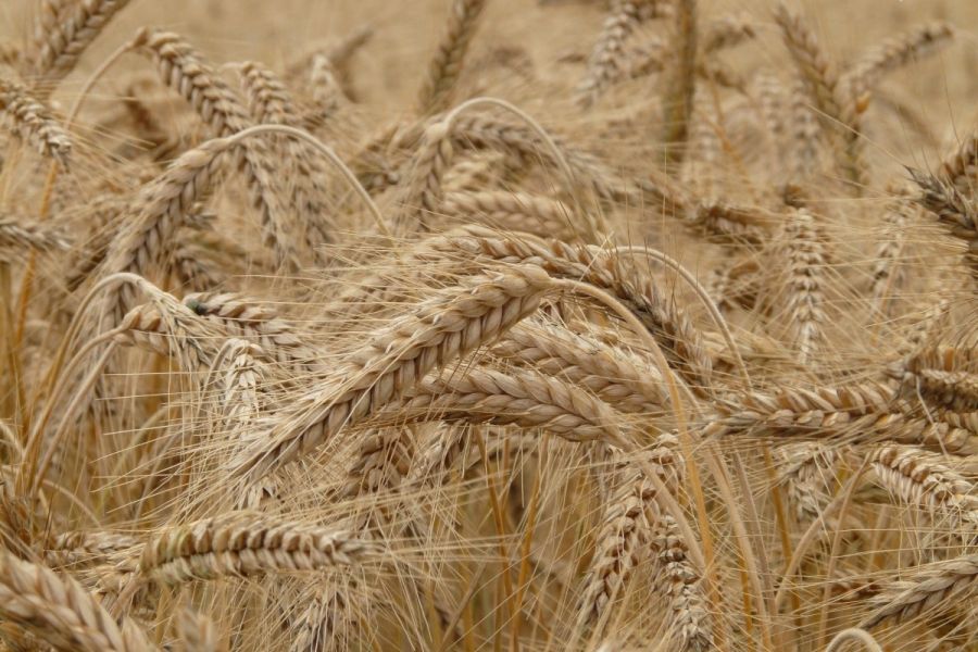 Il raccolto di grano italiano crolla sotto i 3,5 milioni di tonnellate