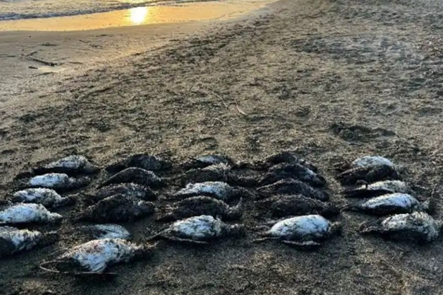 Lipu: le berte trovate morte sul litorale romano sono state uccise dal bycatch