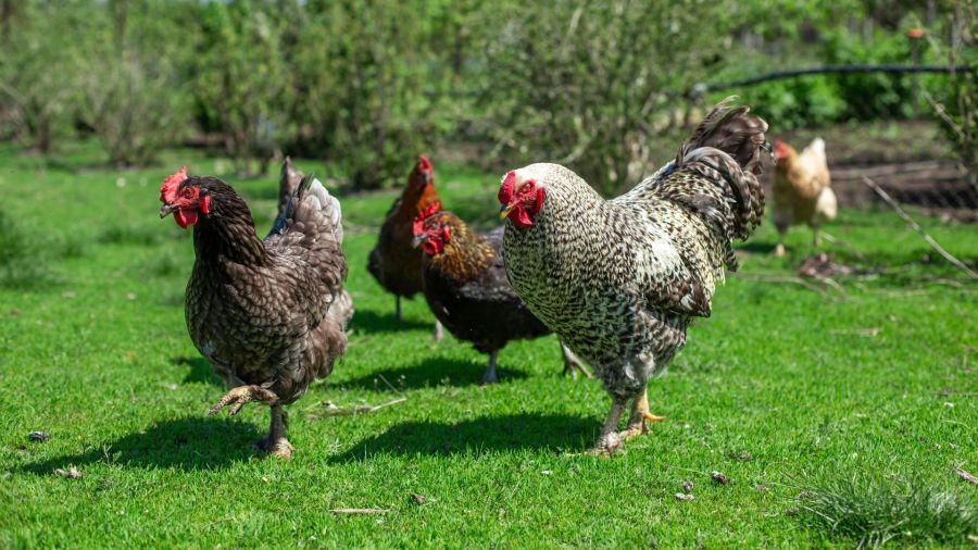 Galline in pensione: il segreto dell'olio d'oliva cipriota