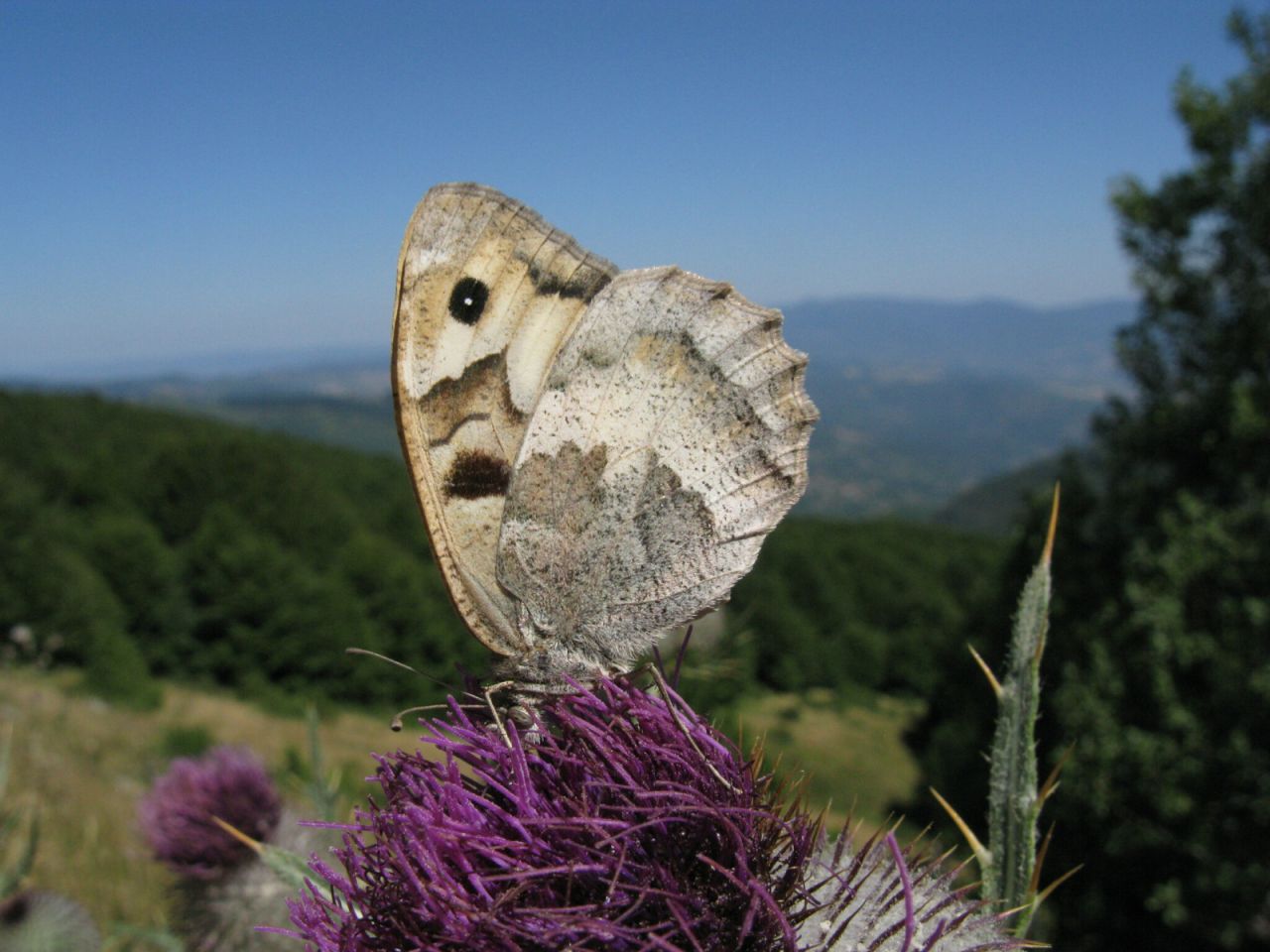 Una delle pochissime segnalazioni recenti di Chazara briseis per la Toscana (provincia di Arezzo, fabio1960). Fino a qualche decennio fa questa farfalla poteva essere osservata su svariate colline intorno a Firenze