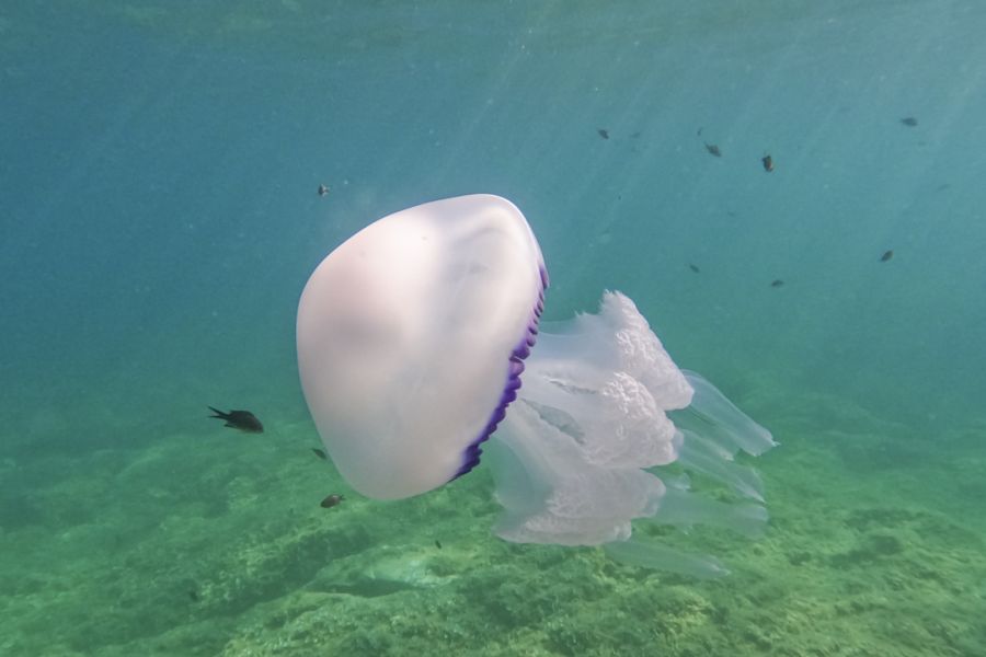 Polmone di mare (Rhizostoma pulmo) Livorno, loc Boccale (foto di Silvia Casini)