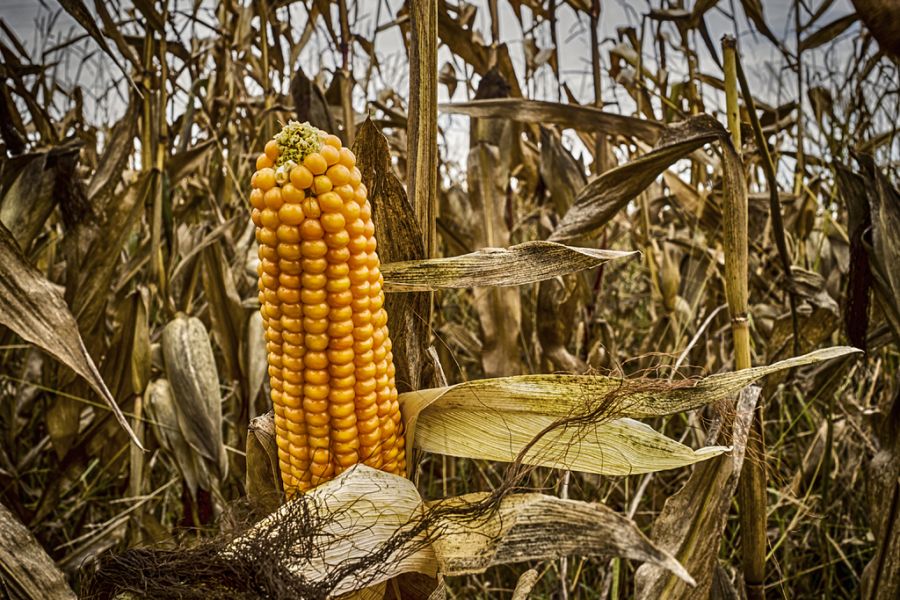 Crolla la produzione di mais in Lombardia, i nubifragi hanno affogato le piantagioni