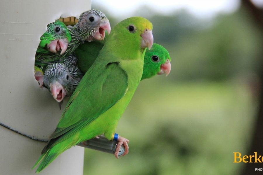 Perché i pappagallini a volte adottano e altre uccidono i pulcini degli altri