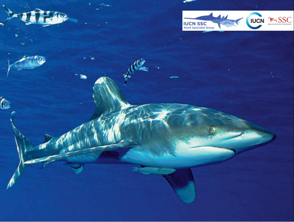 Tipi di squali Biologia animali marini oceano Felpa 