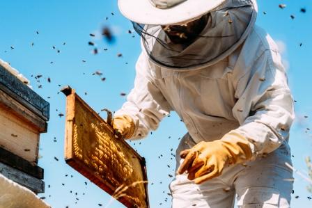 C’è poco da festeggiare per la Giornata delle api, il 40% degli impollinatori...