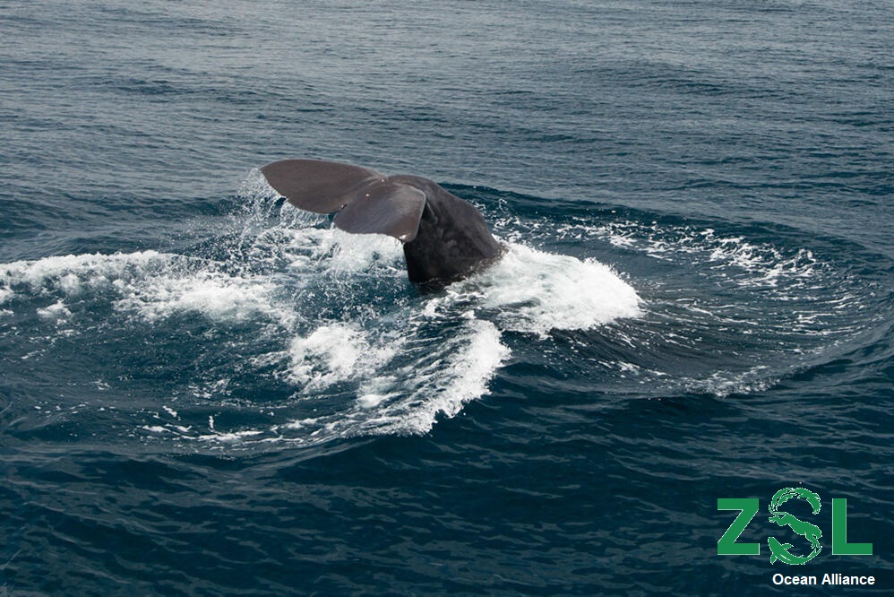 Photo of Sperm whales are a refugee species.  Are we protecting them in the wrong places?